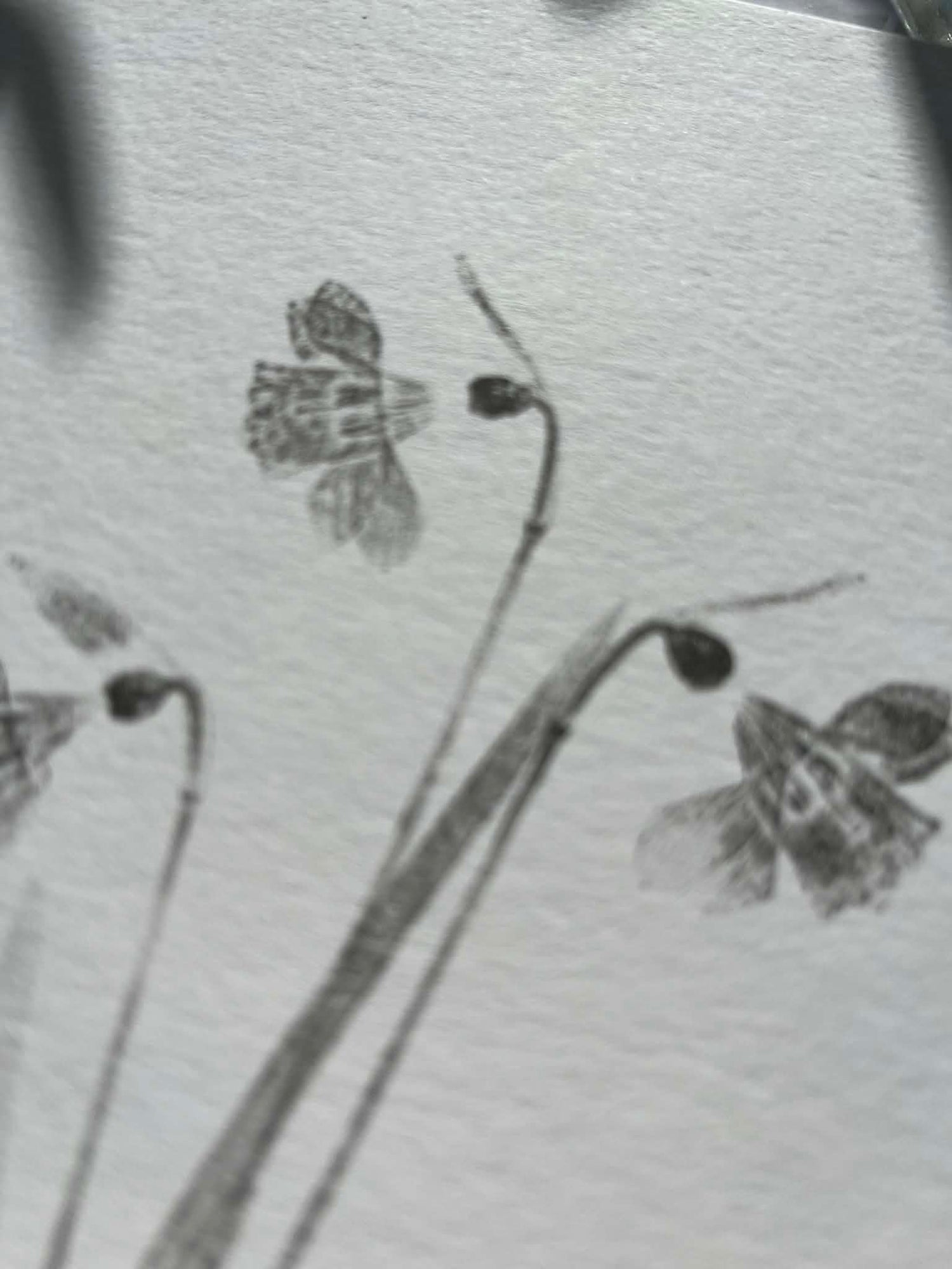 Botanical Art