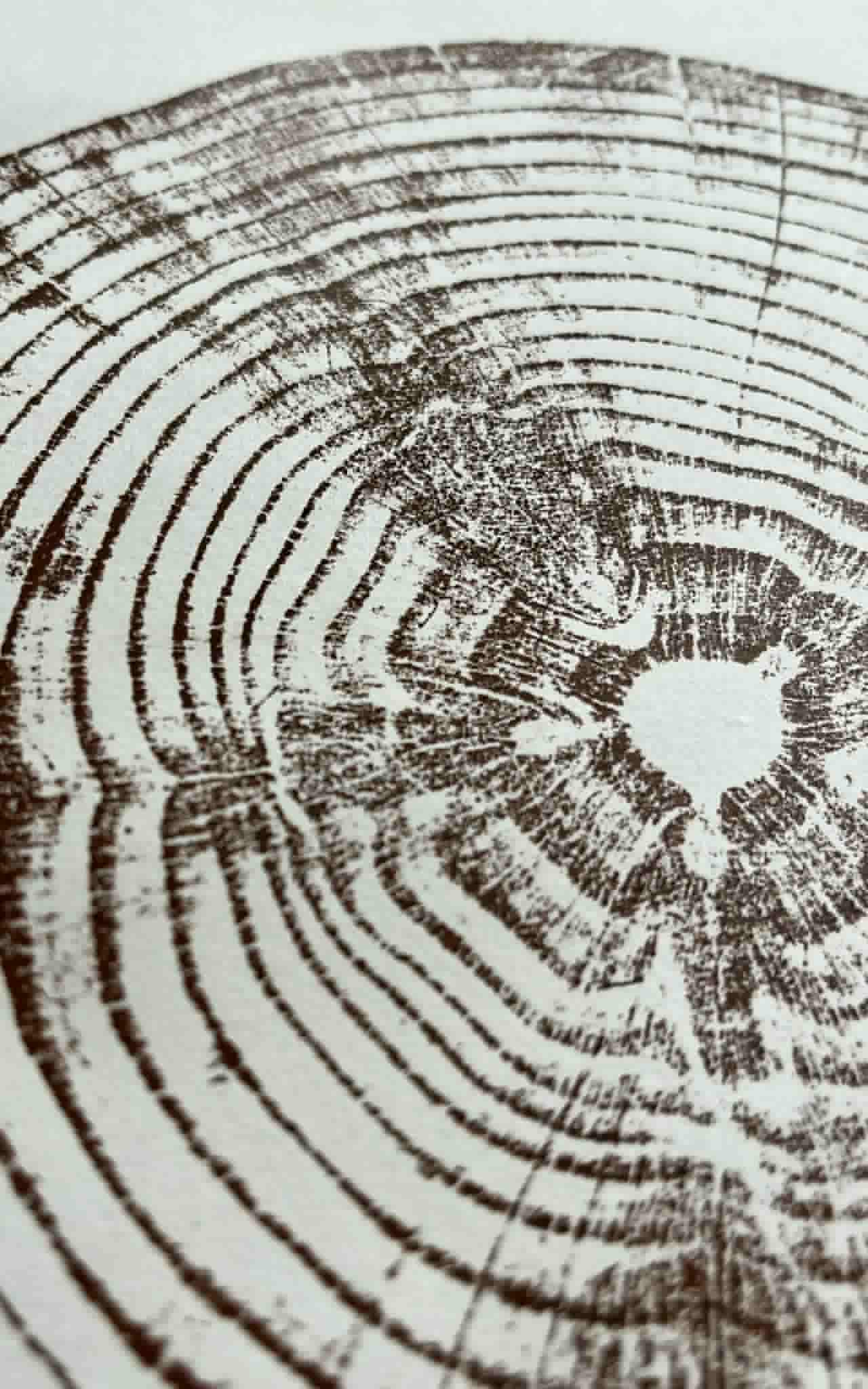 Tree Ring Art