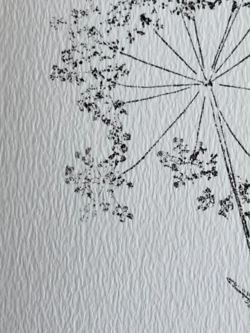 Cow Parsley Card