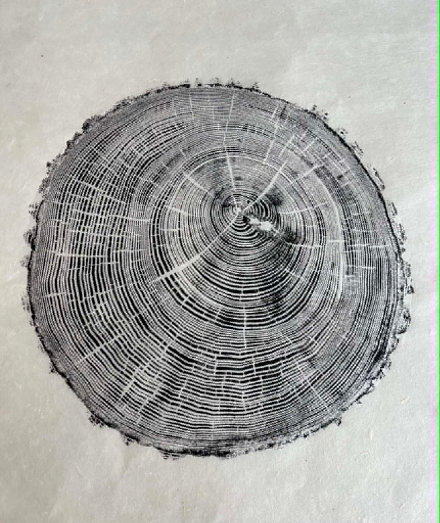 Life Size Original Tree Ring Print - Dad's Ash