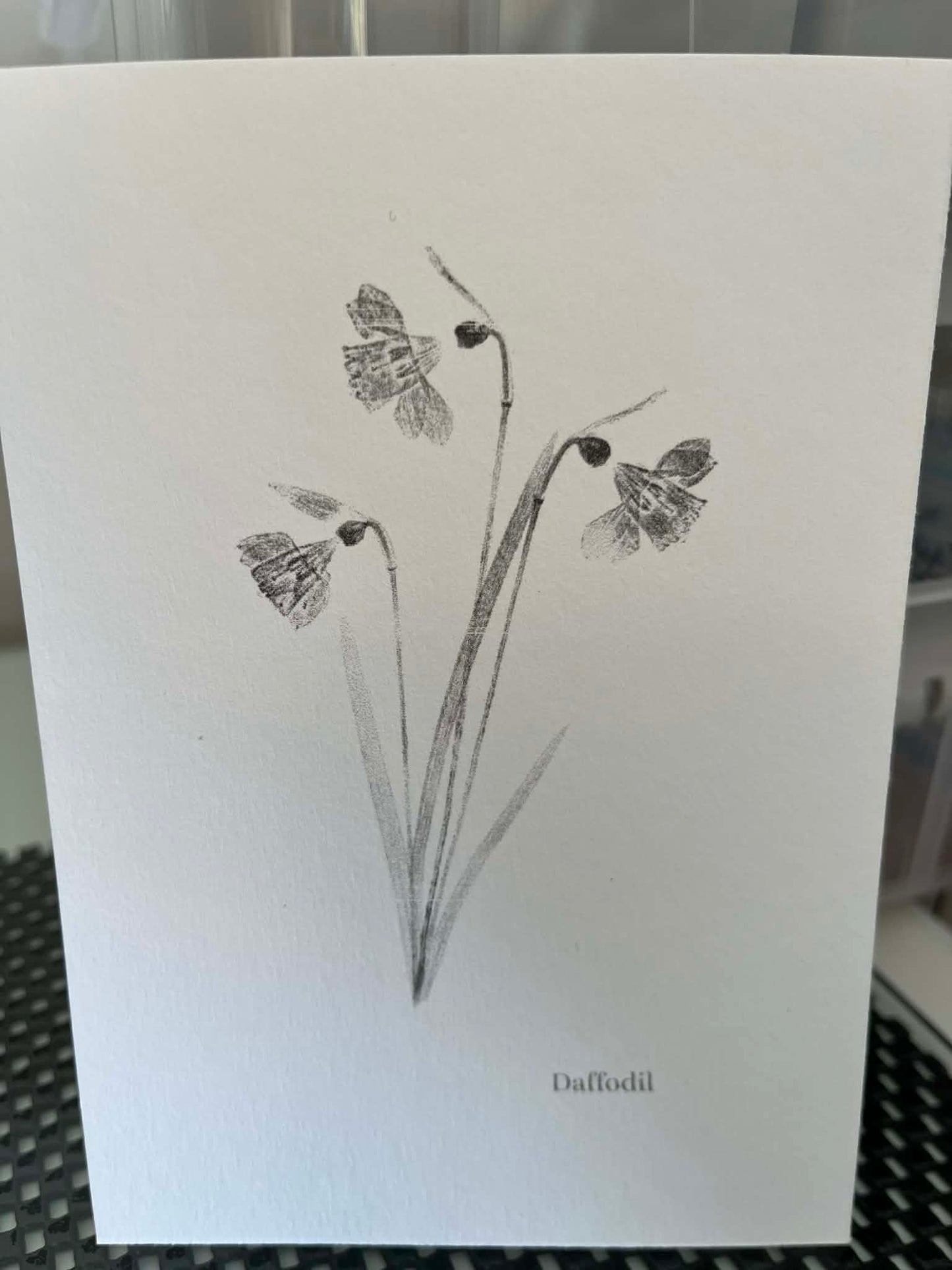 Postcard Prints - Daffodil