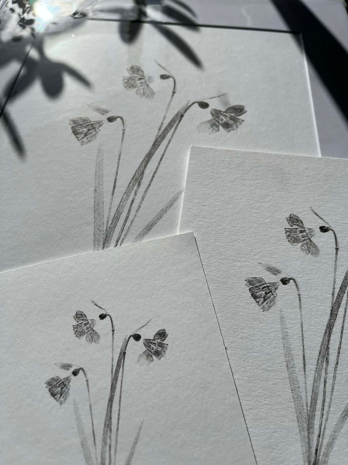 Daffodils (Medium Print of Original)