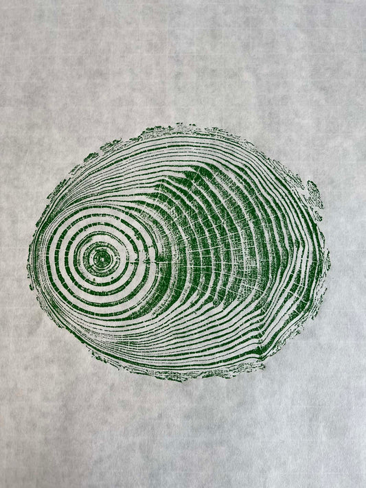 Life Size Original Tree Ring Print - Pine #1