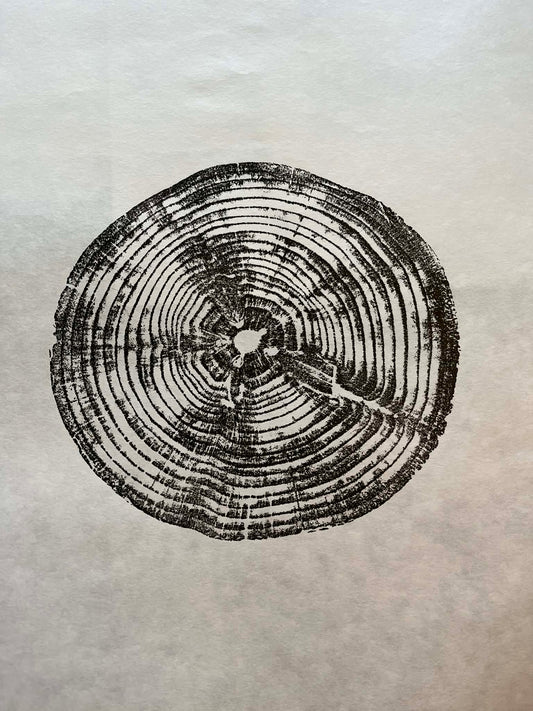 Life Size Tree Ring Original - Monkey Puzzle