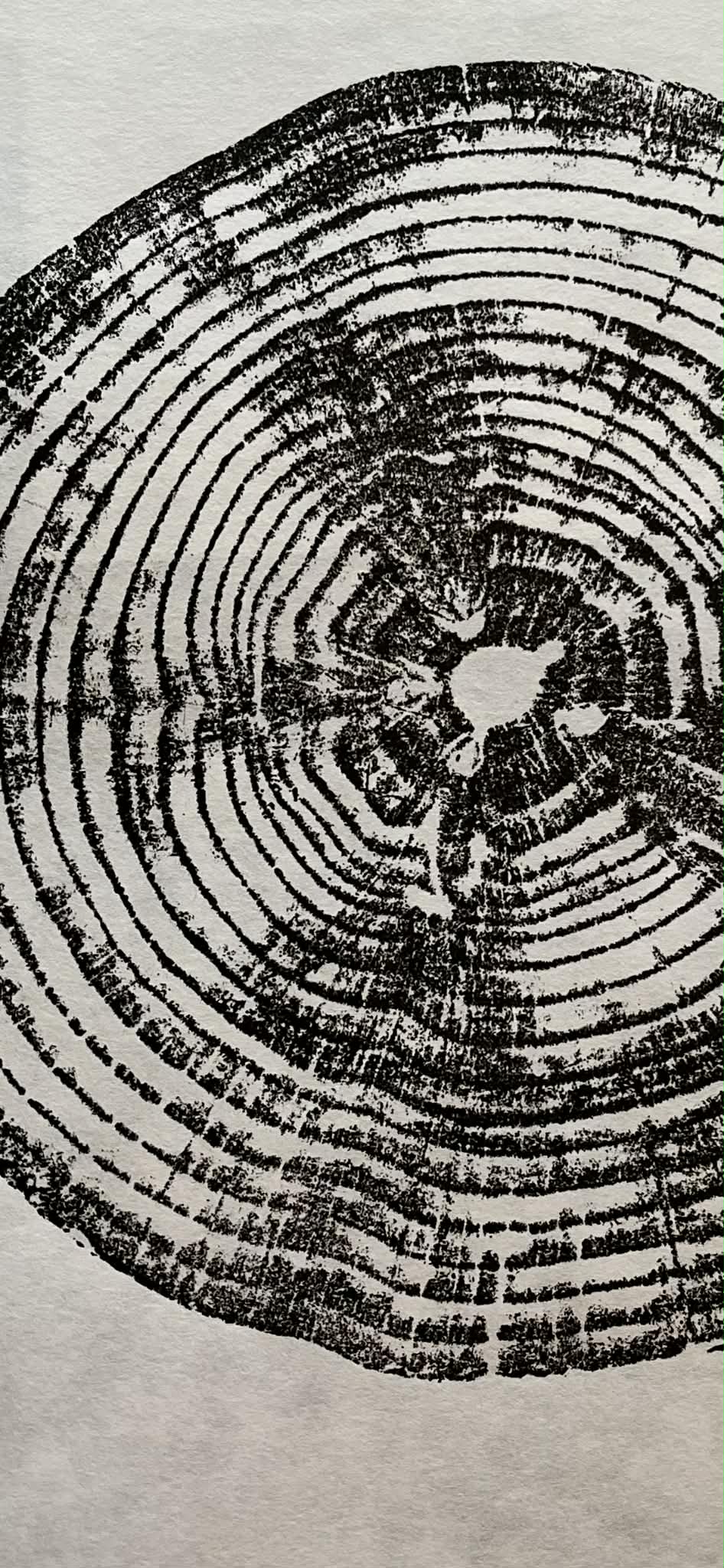 Life Size Tree Ring Original - Monkey Puzzle #1