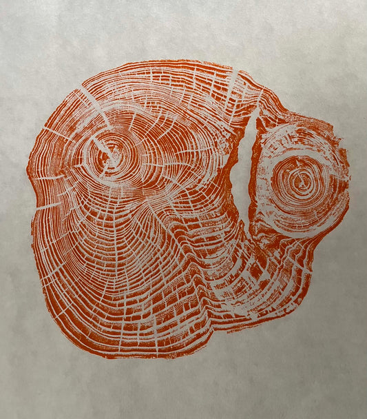 Life Size Original Tree Ring Print - Orange Elm