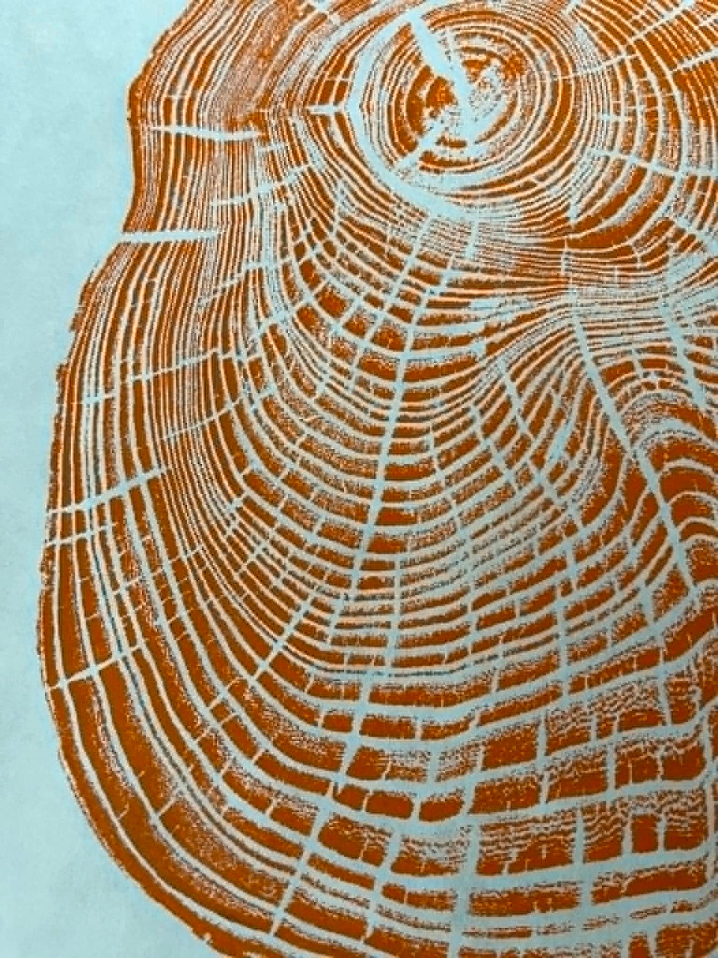 Life Size Original Tree Ring Print - Orange Elm