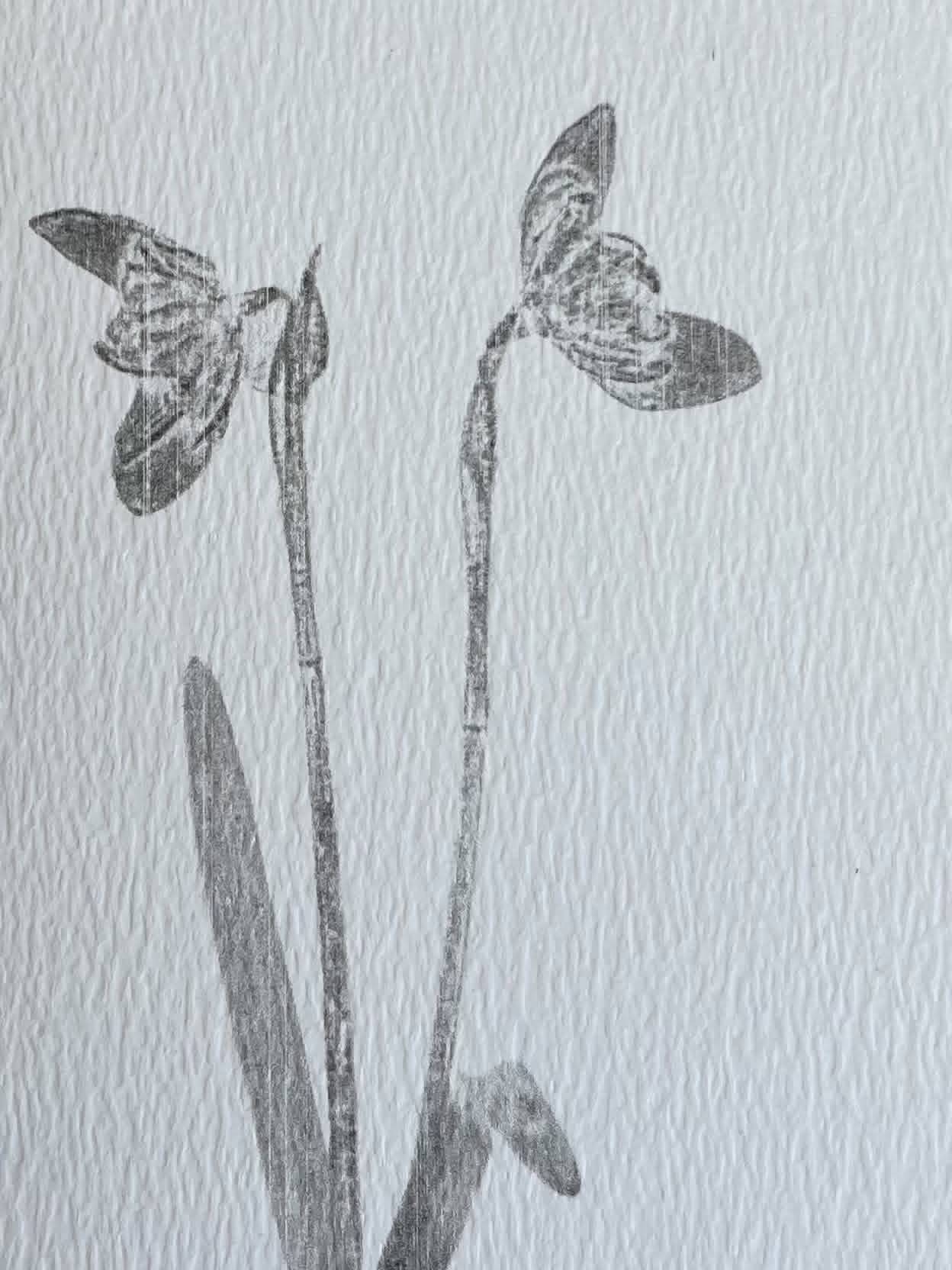 Snowdrop Card