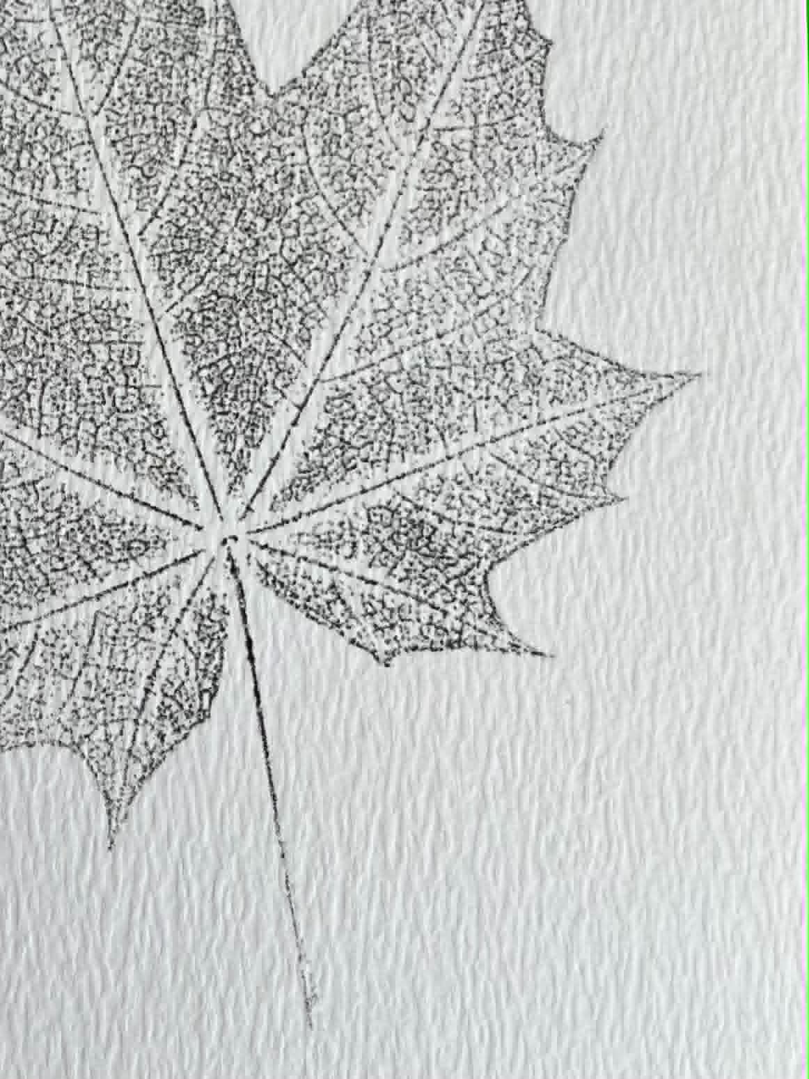 Sycamore Card